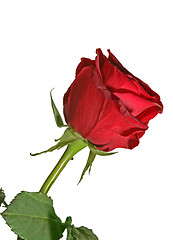 Image showing red rose isolated close up