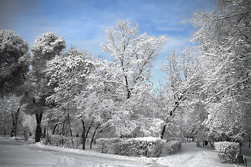 Image showing landscape park in winter 