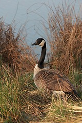 Image showing Canadian Goose