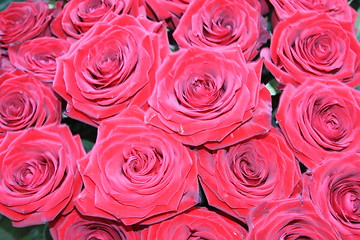 Image showing red roses  close up