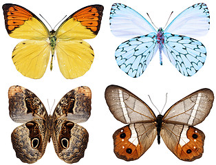 Image showing collection of butterflies isolated on white