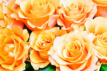 Image showing yellow rose close up