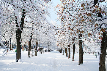 Image showing park  landscape in winter 