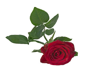 Image showing red rose isolated close up