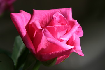 Image showing red rose close up