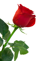 Image showing red rose isolated close up