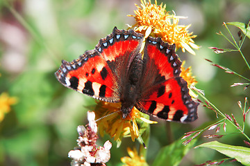Image showing butterfly and flower