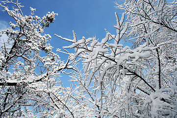 Image showing Frozen window glass