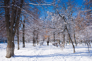 Image showing landscape park in winter 