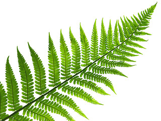 Image showing  leaf of fern