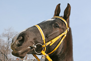 Image showing head of horse