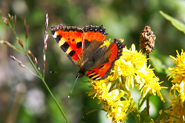 Image showing butterfly and flower