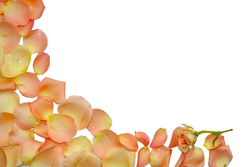 Image showing Petals of roses as background