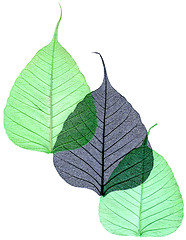 Image showing Decorative skeleton leaf