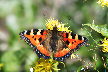 Image showing butterfly and flower