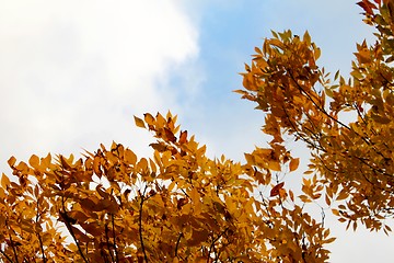 Image showing Autumn Sky