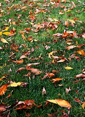 Image showing Grass Leaves Autumn