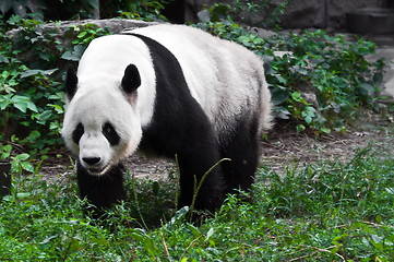 Image showing Panda in zoo park