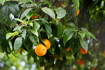 Image showing Orange Tree