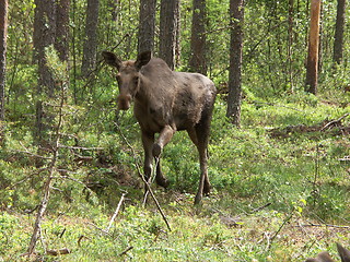 Image showing Elk