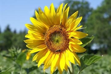 Image showing Sunflower