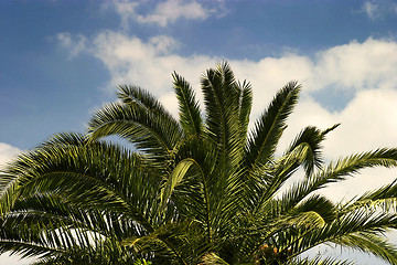 Image showing Palm Tree