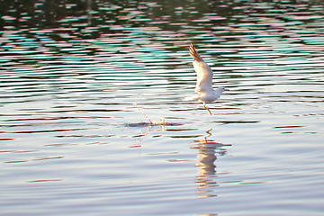 Image showing Seagull taking off for flight