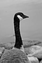 Image showing Canadian Goose