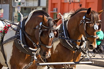 Image showing Two horses