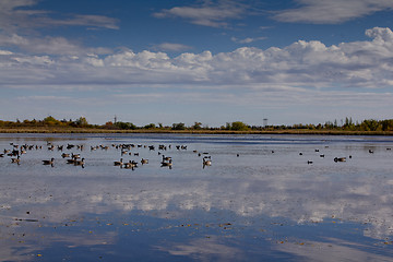 Image showing The pond