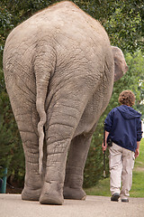 Image showing Walking with the elephant