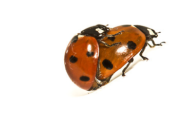 Image showing Ladybugs Makin' Whoopee