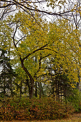 Image showing Autumn in Regina