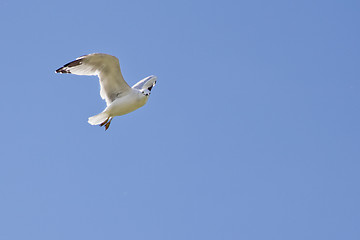 Image showing A white seagull flying up in the air