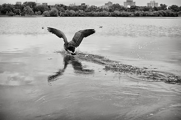 Image showing Landing on water