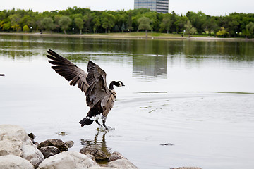 Image showing Landing on water