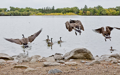 Image showing Flight