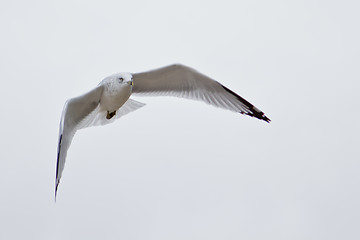 Image showing A white seagull flying up in the air