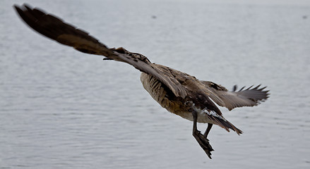 Image showing Flight