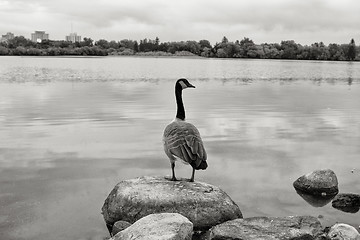 Image showing Looking out