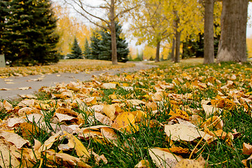 Image showing Autumn in Regina