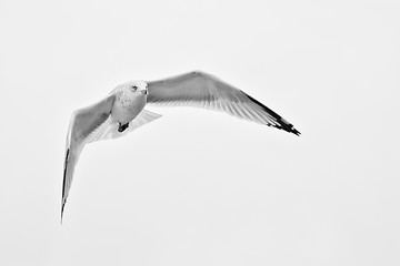 Image showing A white seagull flying up in the air