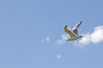 Image showing A white seagull flying up in the air