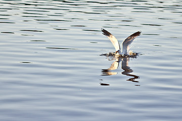 Image showing Safe landing