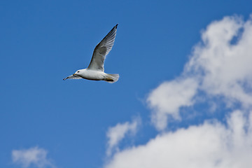 Image showing A white seagull flying up in the air