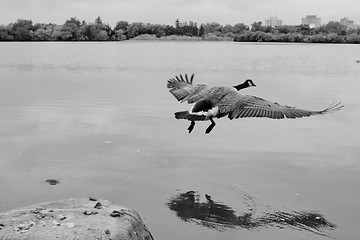 Image showing Flight