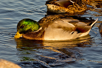 Image showing Beautiful duck