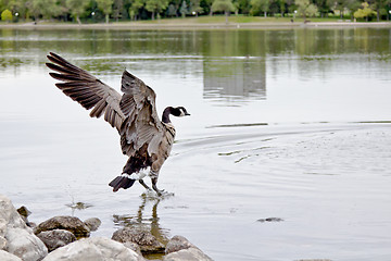 Image showing Landing on water