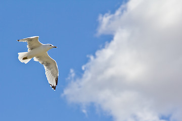 Image showing A white seagull flying up in the air