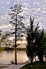 Image showing Tree by the water